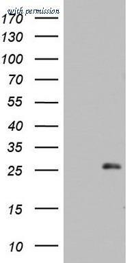 OriGene TA803085S image 1