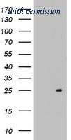 OriGene TA803086AM image 1