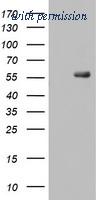 OriGene TA803093S image 1
