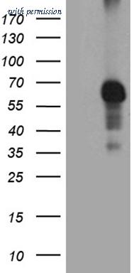 OriGene TA803094S image 1