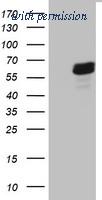 OriGene TA803095BM image 1