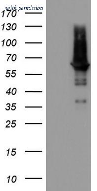 OriGene TA803136AM image 1