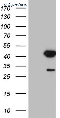 OriGene TA803143S image 1
