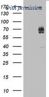 OriGene TA803164AM image 1