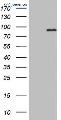 OriGene TA803198S image 1