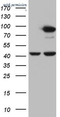 OriGene TA803225S image 1