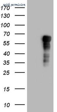 OriGene TA803231S image 1