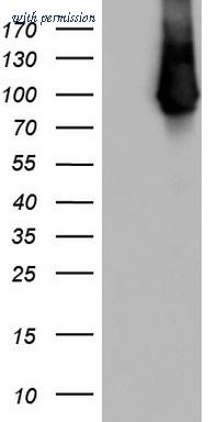 OriGene TA803236S image 1