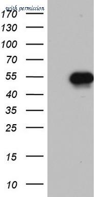 OriGene TA803245AM image 1