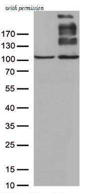 OriGene TA803259AM image 1