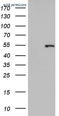 OriGene TA803267AM image 1