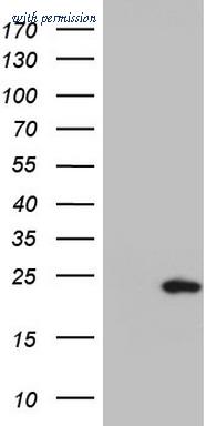 OriGene TA803289BM image 1