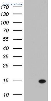 OriGene TA803291AM image 1