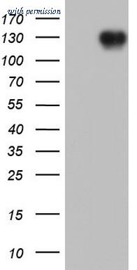 OriGene TA803323S image 1