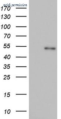 OriGene TA803354BM image 1