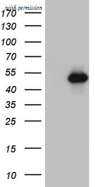 OriGene TA803355AM image 1