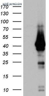 OriGene TA803387BM image 1