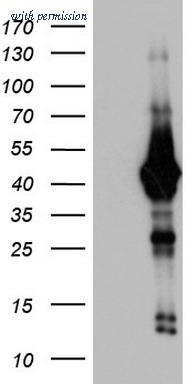 OriGene TA803388AM image 1