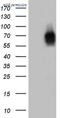 OriGene TA803398AM image 1