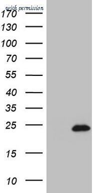 OriGene TA803409AM image 1