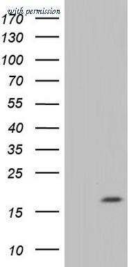 OriGene TA803410S image 1