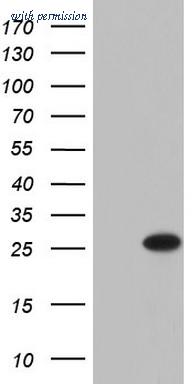 OriGene TA803434S image 1