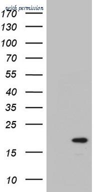 OriGene TA803437S image 1