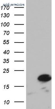 OriGene TA803438AM image 1