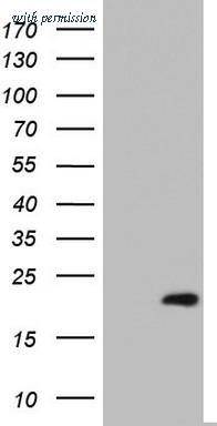 OriGene TA803439BM image 1