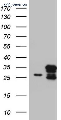 OriGene TA803454AM image 1