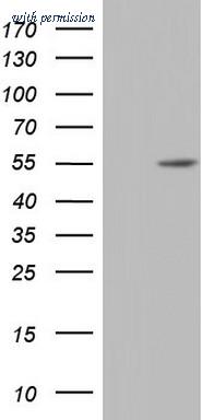 OriGene TA803457S image 1