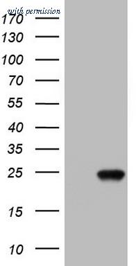OriGene TA803458BM image 1
