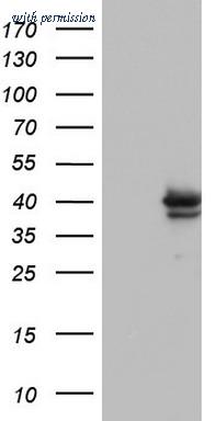 OriGene TA803459AM image 1