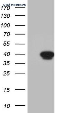 OriGene TA803463S image 1