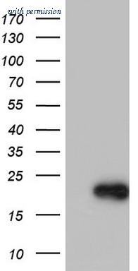 OriGene TA803479S image 1