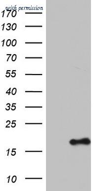 OriGene TA803483S image 1