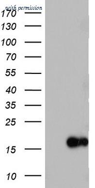 OriGene TA803484S image 1