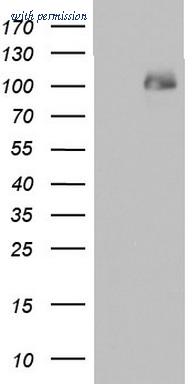 OriGene TA803485S image 1