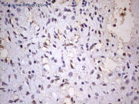 OriGene TA803502S image 1
