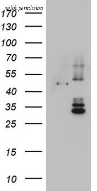 OriGene TA803618AM image 1