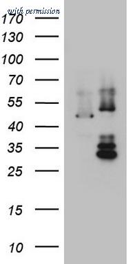 OriGene TA803619AM image 1