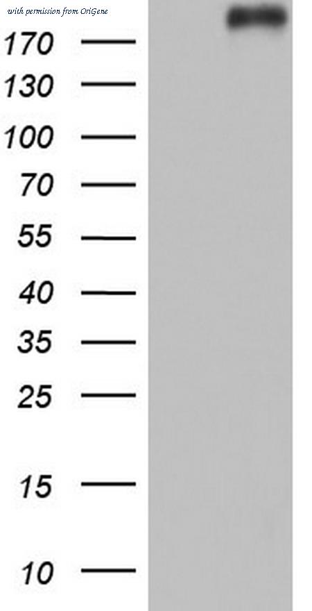 OriGene TA803689S image 1