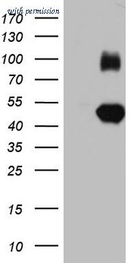OriGene TA803729S image 1