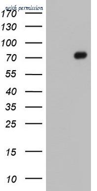 OriGene TA803782S image 1