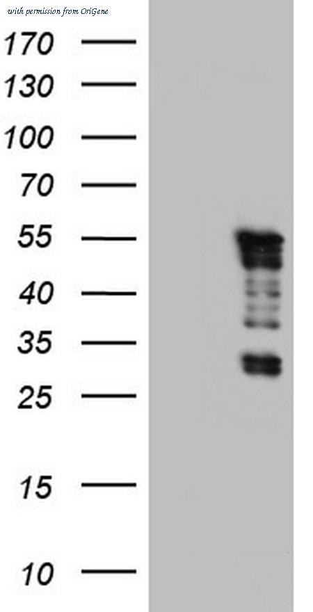 OriGene TA803972S image 1