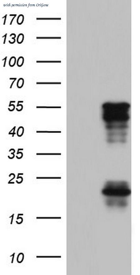 OriGene TA803973S image 1