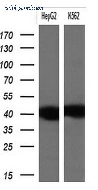OriGene TA803998S image 1