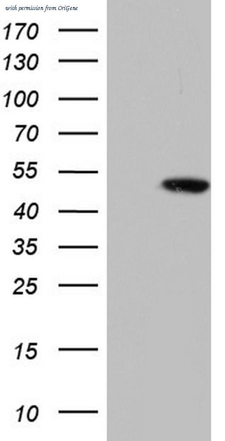 OriGene TA804001S image 1