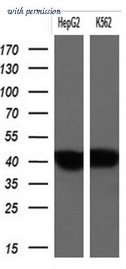 OriGene TA804008S image 1