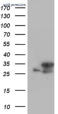 OriGene TA804051S image 1